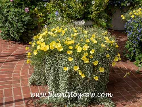 Shimmering Evening Primrose (Oenothera macrocarpa)